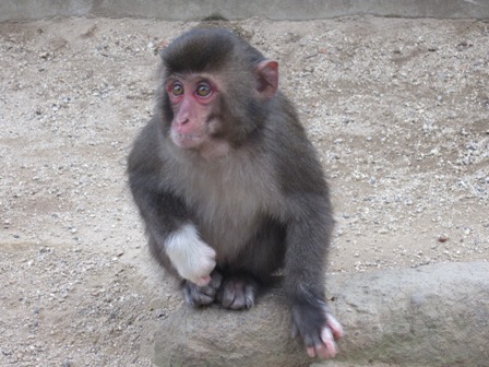 高崎山のニューアイドル